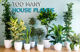 تامین رطوبت هوا در خانه برای گیاهان