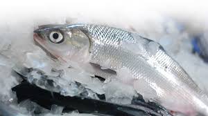 شرایط نگهداری ماهی در سردخانه زیر صفر